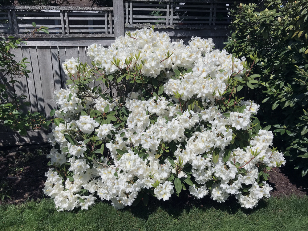 A white rhododendron in full bloom.